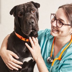 4 Effective Tips to Deal with Dog Seizures