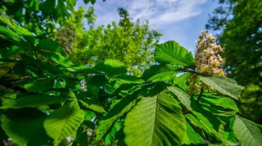 Is It Beneficial To Combine White Horn Kratom With a Routine Diet