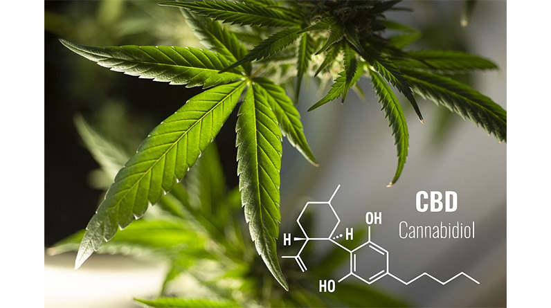 Uses and Benefits of CBD in the Pandemic