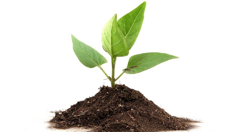 8 Common Types of Soil, and How to Use Them