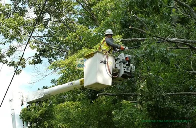 Tree Removal in Plant City