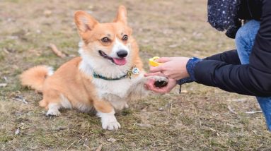 Reinforcement Training for Puppies