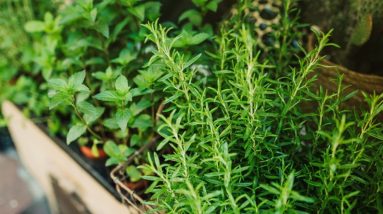 Why Growing Herbs in Fabric Pots is a Game-Changer